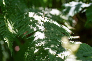 Beautiful ferns in Danish nature 2025