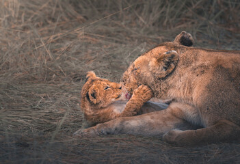 lion cub and lioness © tony