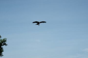 vogel himmel flug adler