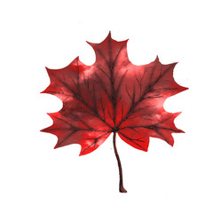 maple leaf