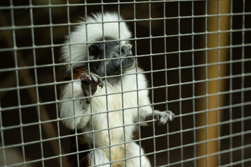 affe tier käfig tierrettung