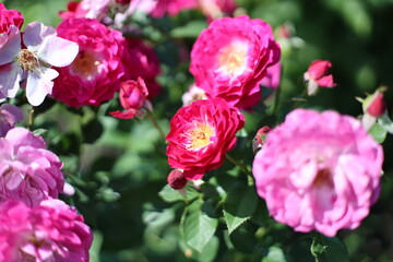 French rose bush close up