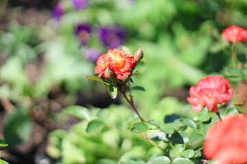 red rose bush