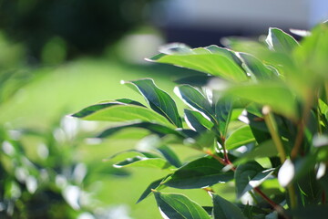 fresh green leaves