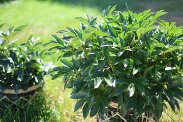 green leaves in the garden