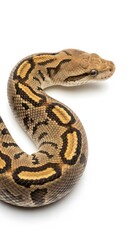 Fototapeta premium Detailed close up of a beautifully patterned python snake against a white background