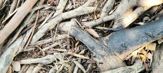 Complex Web of Intertwined Tree Roots as a Natural Background