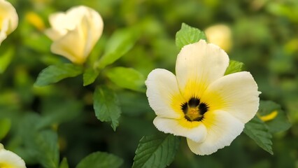 Beautiful White and Yellow Turnera Ulmifolia Flower in a Lush Garden