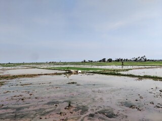 Flooded Rice Paddies Being Prepared for Planting in Rural Indonesia