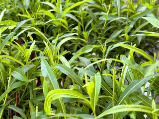 A view of the leaves of a young willow tree.