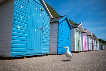 Herring gull going for a stroll on the prom