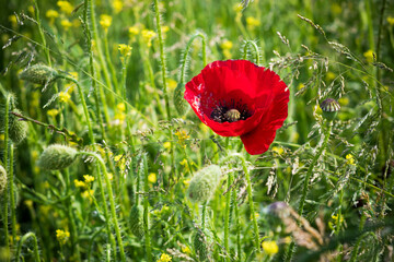 Vibrant red poppy in lush green undergrowth