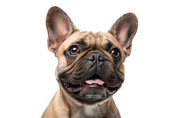 Close-up of a smiling French Bulldog with wide eyes and wrinkled face in studio