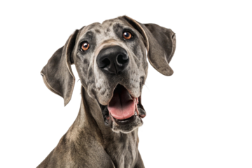 Studio close-up of a Great Dane dog with gentle expression and floppy ears on white background