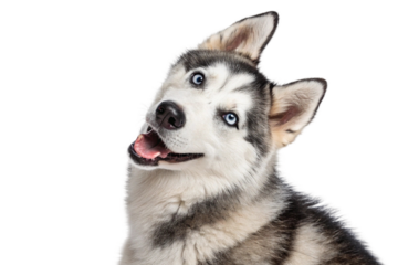 Smiling Siberian Husky with blue eyes and head tilted in studio