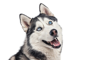 Siberian Husky dog with piercing blue eyes and open mouth in close-up