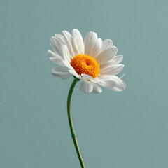 A single daisy with white petals and a yellow center on a light blue background in a studio shot