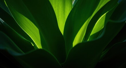 Hyper-Realistic Red-Eyed Tree Frog on Green Leaves &ndash; Vivid Macro Close-Up in Cinematic Light