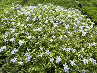 A view of a patch of blue star creeper flowers, seen at a nursery.