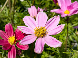Fototapeta premium A view of a pink cosmos flower.