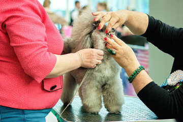 Fototapete bei efototapeten.de bestellen   