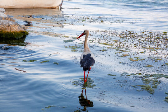 Migratory birds, stork and pelicans on the bank of the Lake Uluabat in Golyazi, Bursa, Turkiye
