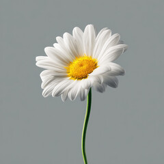 A single daisy with white petals and a yellow center on a green stem against a gray background