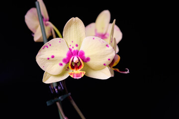 Yellow phalaenopsis orchid flowers isolated on a black background