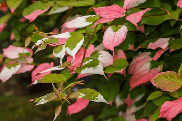 Actinidia kolomikta is an ornamental plant for gardens and a houseplant.It is cultivated as an ornamental plant, largely for the striking variegation in pink and white of some its leaves. 