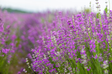 Lavender blooming in the field. Selective focus.