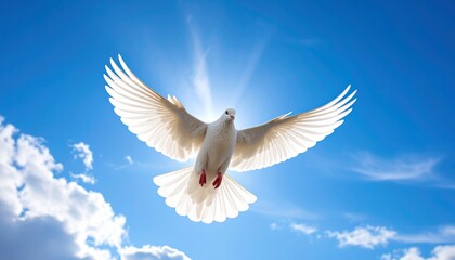 white dove or white pigeon carrying olive leaf branch on pastel background and clipping path and international day of peace