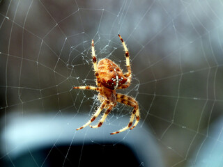 l'araignée Épeire diadème  © MaChaPhotoGraphie
