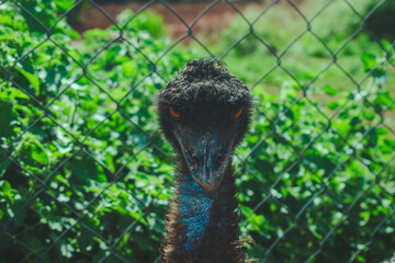 Close-up portrait of an emu behind a wire fence, showcasing its intense gaze.  The setting suggests...