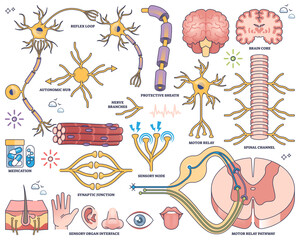 Nervous system worksheet shows neurons, brain, and spinal cord, illustrating neural pathways and sensory-motor functions, transparent background. Outline style collection