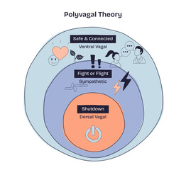 Polyvagal Theory shows three nervous system states, Safe and Connected, Fight or Flight, and Shutdown, using icons and layered circles, transparent background. Doodle style diagram