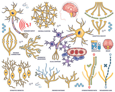Neuroplasticity shows neuron connections, dendritic branching, and adaptive circuits illustrating brains ability to reorganize, transparent background. Outline style collection