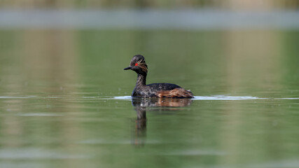 Black-necked Grebe water birds swimming in the lake	