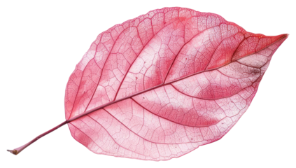 PNG Delicate pink leaf texture