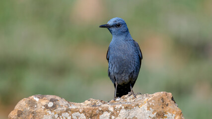 Gökardıç - Blue Rock Thrush bird perching on a rock	