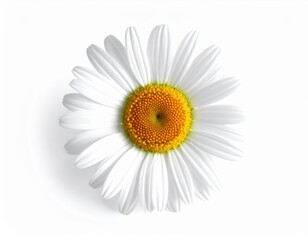Single white daisy flower with yellow center isolated on white background