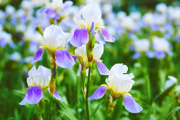 Fototapete Rund Iris Gardening.Lovely delicate lilac purple iris flower variety Siberian  © Igor