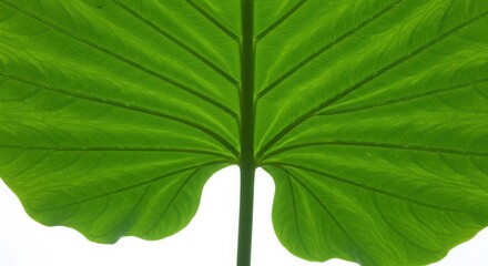Elephant Ear Leaf Veins Close-Up Against White Background