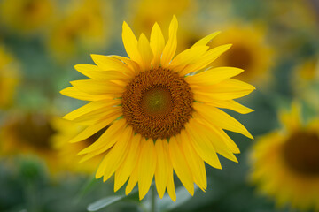 blonde girl in a field of sunflowers in summer