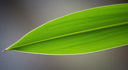 Fresh Green Leaf Close-up with Veins on Gray Background