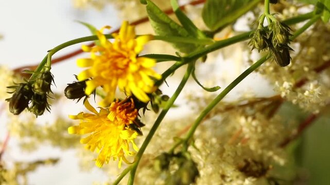 summer bouquet of wild flowers, daisies, romance, vertical video