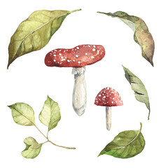 Set of detailed watercolor forest illustrations - green fallen leaves, fly agaric amanita mushrooms. Forest gathering objects isolated on transparent background