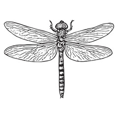 Intricate Black and White Dragonfly Line Art for Design and Nature Illustration