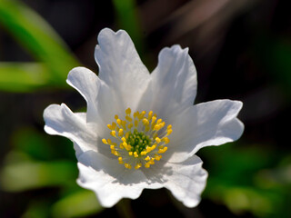 The wood anemone, a spontaneous spring flower in the Gargassa Valley, Genoa, Italy.