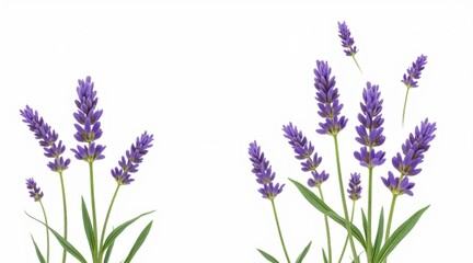Naklejka premium Delicate sprigs of purple lavender flowers isolated on white background