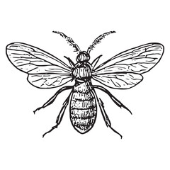 Obraz premium Intricate Black and White Hornet Illustration for Nature and Design Art